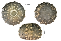 Hypodiadema koenigii